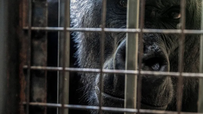 FOTO | Animalele de la grădina zoologică din Ucraina suferă de foame și frig. „Fără un coridor sigur, moartea le paște la orice pas”