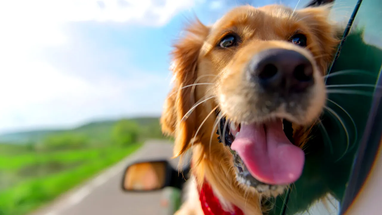 Codul Rutier 2025. Greșeala care îți poate aduce o amendă de 4.050 de lei atunci când transporți animale de companie cu mașina