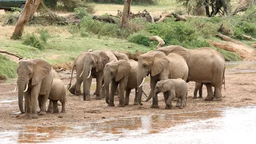 Elefanții, o specie pe cale de dispariție din cauza cererii de fildeș