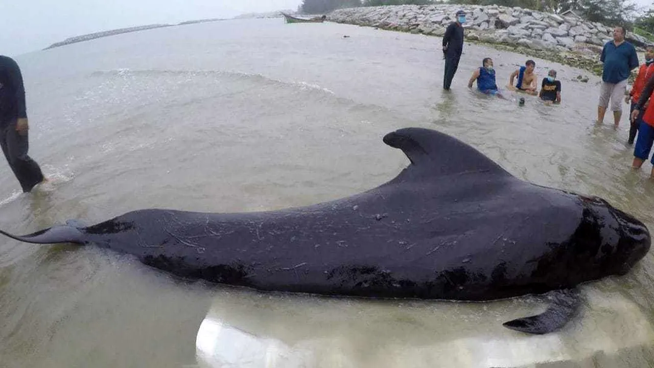 Moarte tragică pentru un pui de balenă. Ce s-a descoperit în stomacul mamiferului. Drama prin care trec, în fiecare an, sute de animale marine