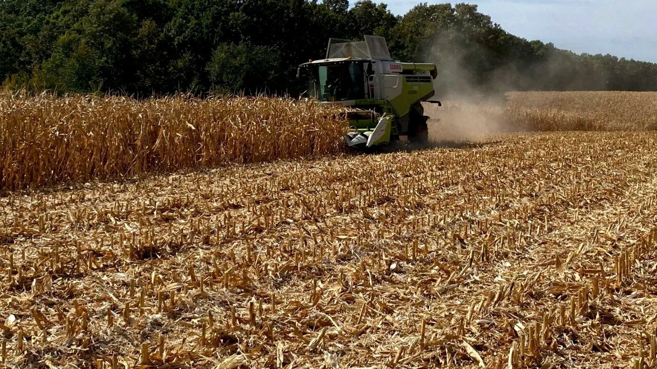 Carmistin The Food Company va prelua divizia de nutriție animală din România a Cargill