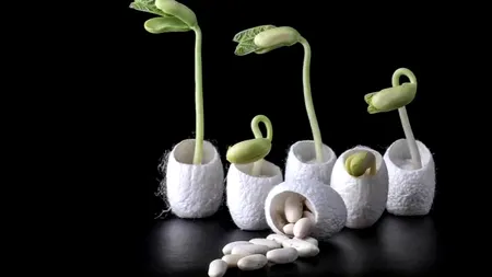 Materialul semincer care poate fi semănat în sărătură, are înveliș organic din mătase și bacterii generatoare de azot