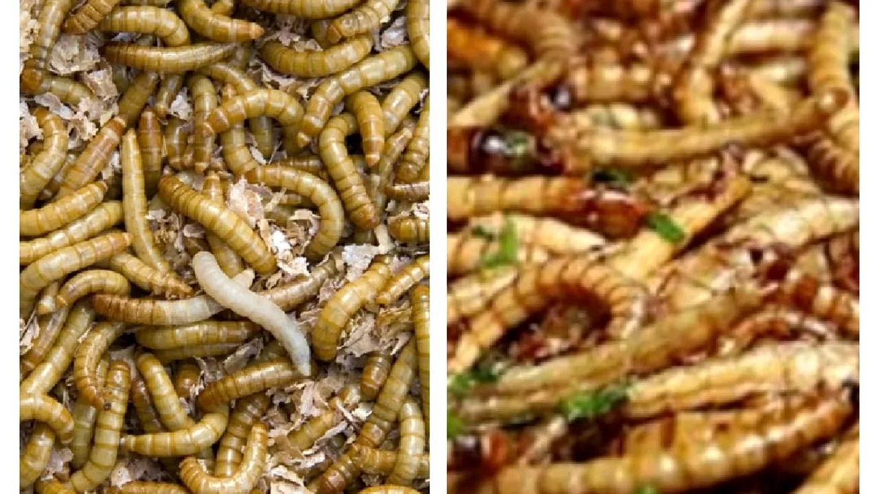 Insecte în farfurie: Uniunea Europeană aprobă, în premieră, viermii galbeni de făină ca aliment