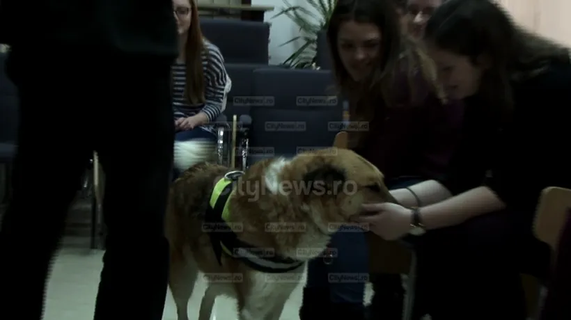 Campanie inedită în Cluj: studenții, ajutați de câini să se relaxeze în sesiune