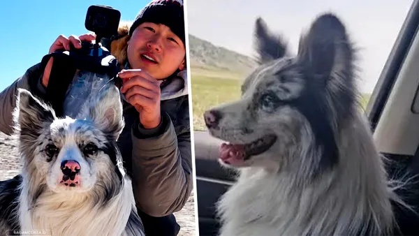 Un câine celebru din China, cu 1,5 milioane de urmăritori pe rețelele de socializare, a sfârșit în farfurie după ce hoții l-au vândut unui restaurant