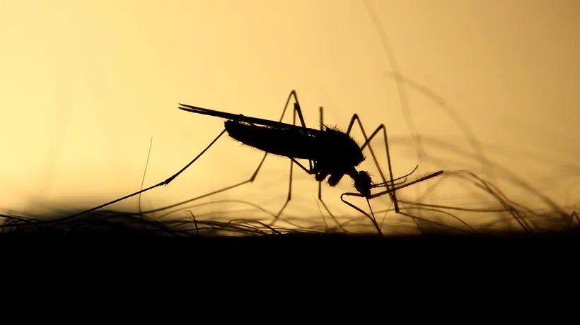 Țânțari cu virusul West Nile în Brăila! Doi vârstnici sunt internați cu meningită la Terapie Intensivă