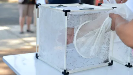 Peste 750 de milioane de ţânţari modificaţi genetic vor fi lăsaţi în libertate în Arhipelagul Florida Keys