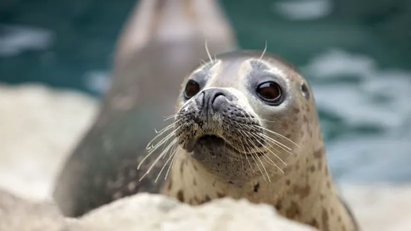 Peste 300 de foci, găsite moarte în Marea Caspică, dintr-un motiv total necunoscut. Ce presupun cercetătorii
