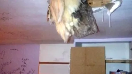 Au vrut să reproducă 