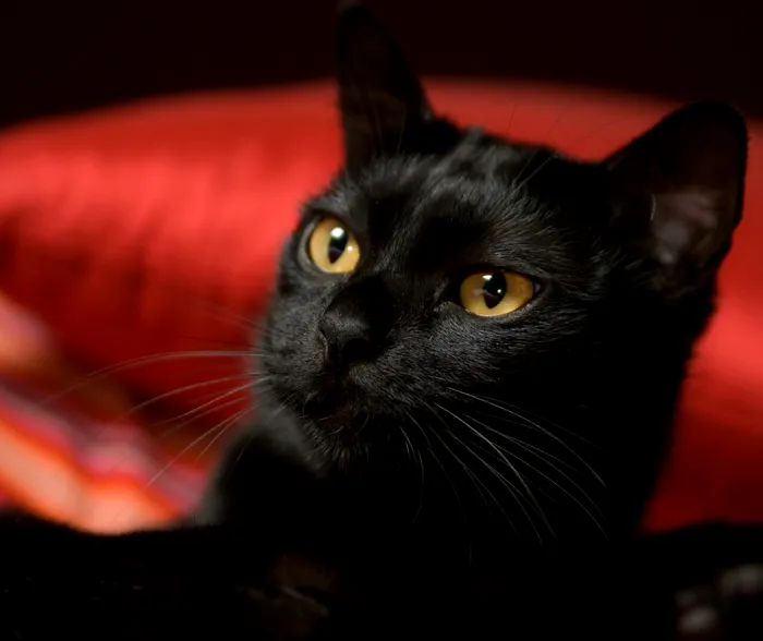 Pisică din rasa Bombay Foto: Profimedia