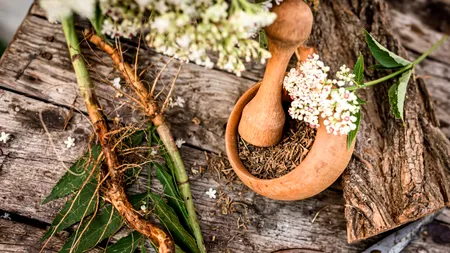 Care sunt cele mai puternice plante medicinale. Au multe întrebuințări și tratează mai multe afecțiuni