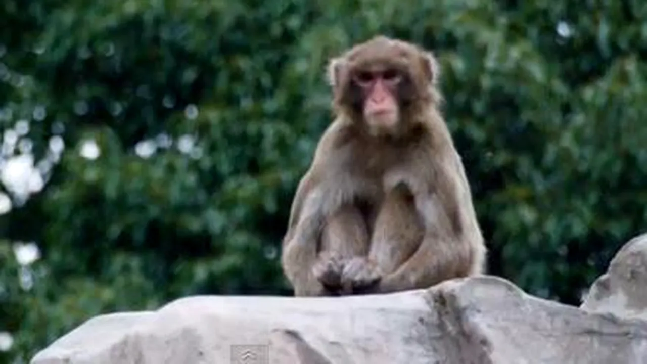 Peste 280 de persoane au participat la urmărirea unui macac răutăcios în Japonia