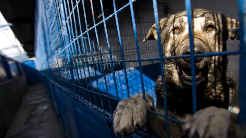 ASPA: De luni se reiau sterilizările câinilor în adăpostul de la Mihăilești, de miercuri, adopțiile