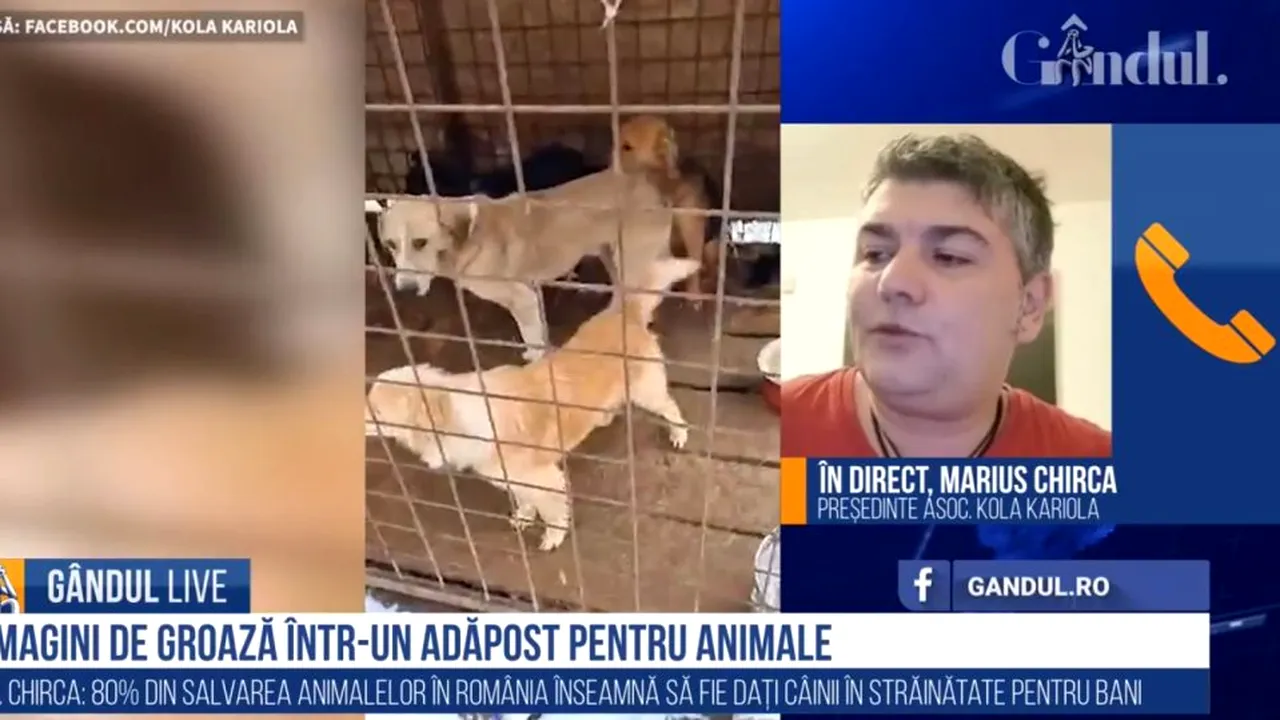 GÂNDUL LIVE. Marius Chirca, despre adăpostul de animale al Primăriei Târgu Lăpuș: În premieră pentru România, adăpostul a fost închis definitiv! / 80% din Protecția Animalelor din România înseamnă vânzarea câinilor în străinătate - VIDEO