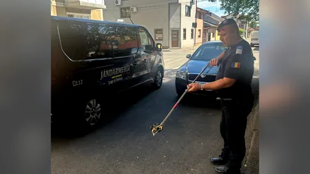Odată cu venirea căldurii, ȘERPII își fac apariția tot mai des în zonele locuite. S-a întâmplat, recent, în Orșova și Drobeta-Turnu Severin
