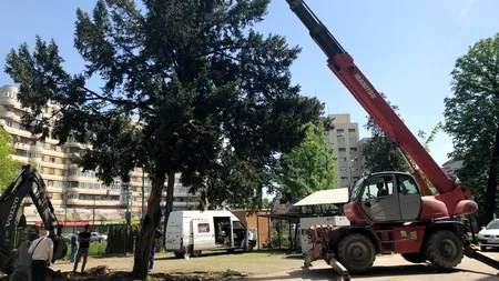Mobilizare impresionantă a angajaților Spitalului Timișoara: Un copac uriaș, de 6,6 tone, a fost salvat de la tăiere de aceștia - VIDEO / FOTO