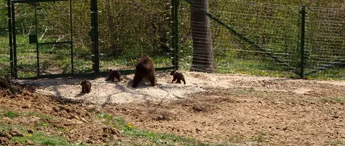Moment special la Zărnești: primii pui născuți în rezervația de urși au ieșit în lume