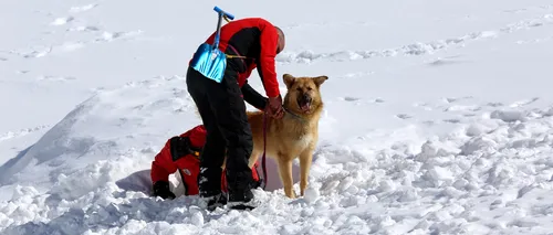 A 7-a ediție a Stagiului Național de Formare a Câinilor de Avalanșă, găzduită de județul Argeș (VIDEO)