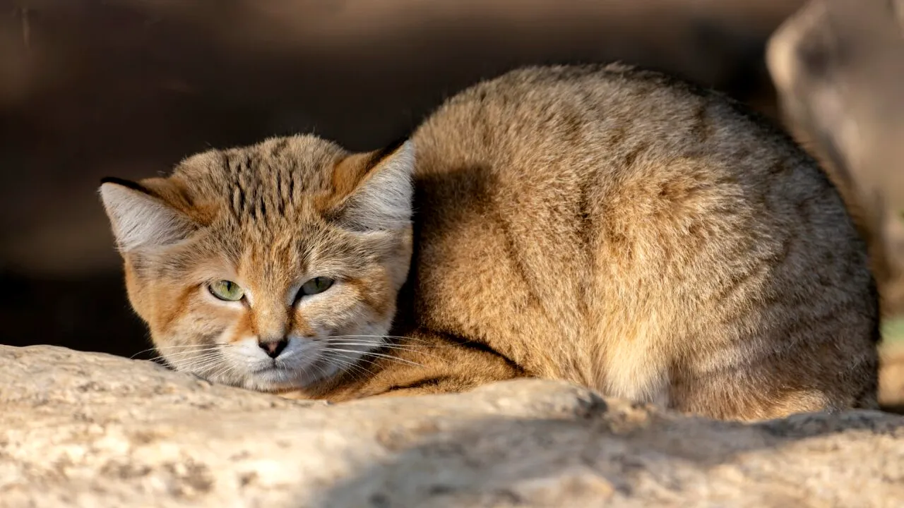Descoperire neașteptată în Libia. Un videoclip de pe YouTube a confirmat existența unei feline extrem de greu de observat