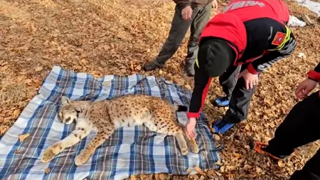 Inedit și inexplicabil. Un râs a căzut de la 15 metri într-o fântână și a supraviețuit. A fost salvat din puț de salvamontiști