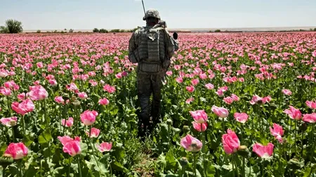 SUA - de veghe în lanul de maci