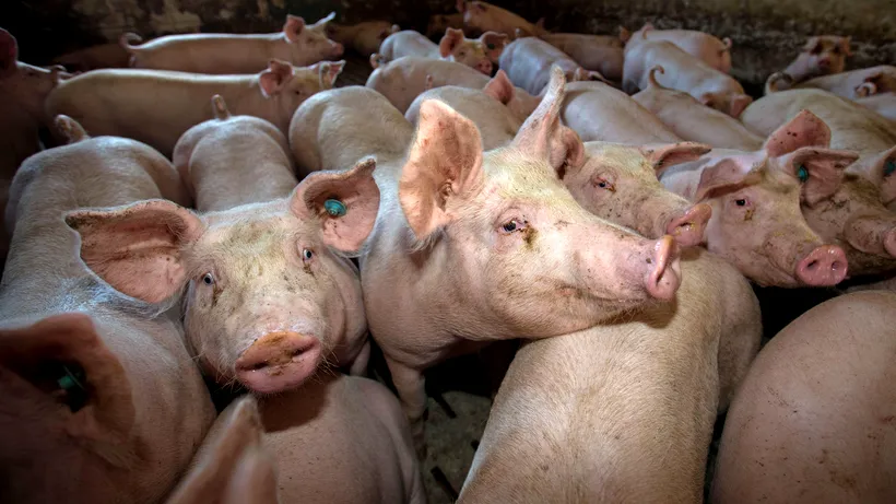 Pesta porcină lovește din nou | Aproximativ 6.000 de porci vor fi uciși după confirmarea unui nou focar în Călărași
