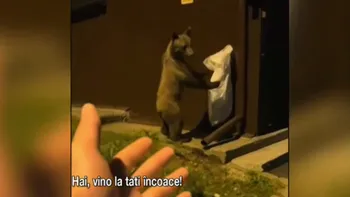 Un turist din Poiana Brasov și-a RISCAT viața pentru vizualizări pe TikTok, filmându-se în timp ce încerca să mângâie un urs