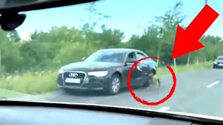 VIDEO | Șofer din Timișoara, filmat în timp ce trage un câine, legat de lesă, pe lângă mașina lui, Audi