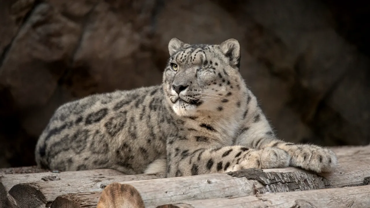 Un leopard al zăpezii a fost confirmat cu COVID-19. Îngrijitorii de la grădina zoologică din San Diego nu cunosc sursa infecției