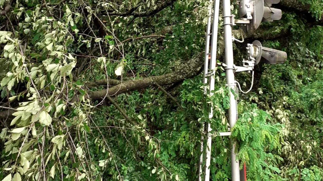 Trenuri cu sute de călători au fost oprite, după ce mai mulți copaci au căzut pe firele de contact