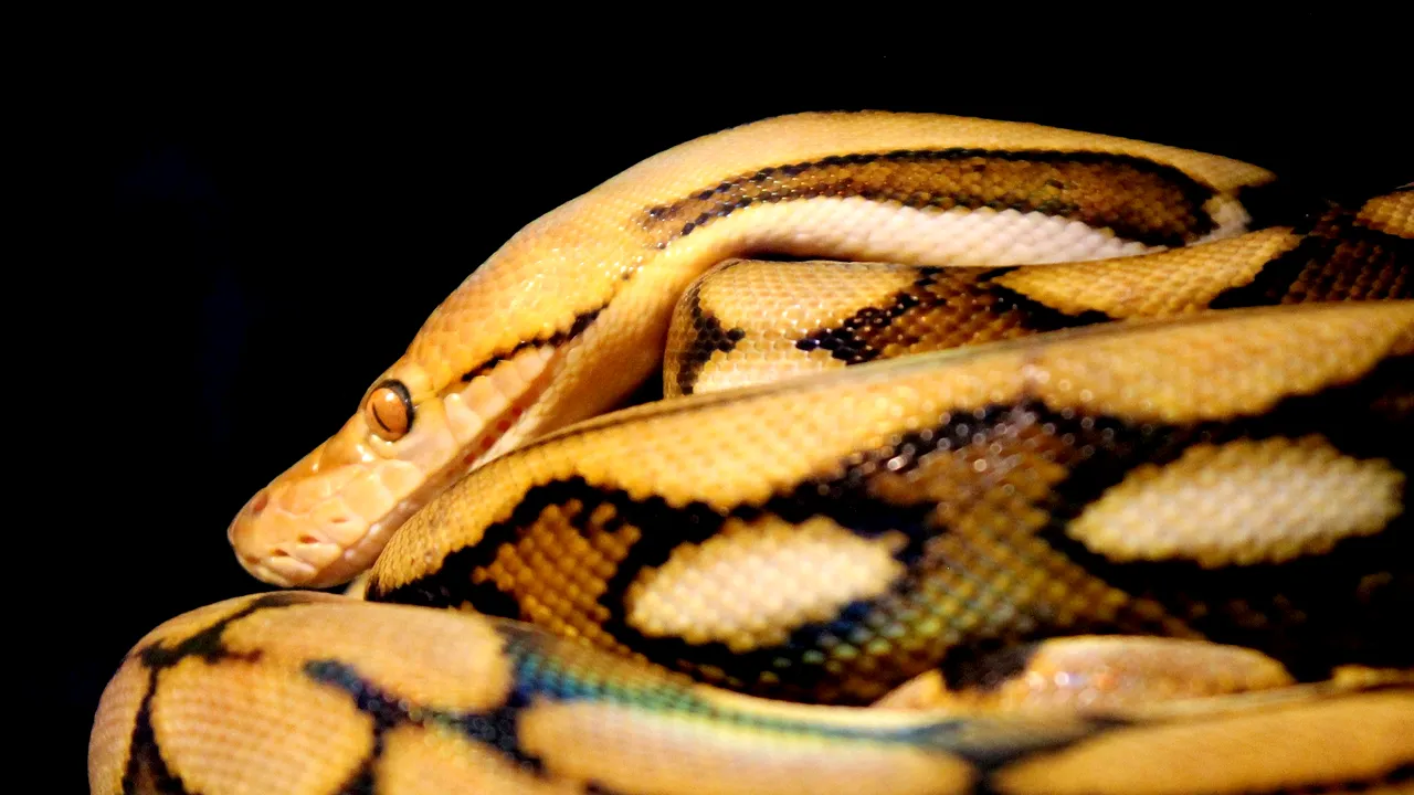 Un șarpe uriaș, care ar putea înghiți un copil, este „fugitiv