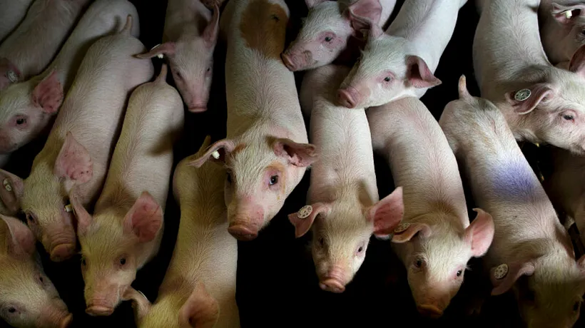 Pesta porcină face prăpăd în vestul României. Crescătorii de porci sunt disperați