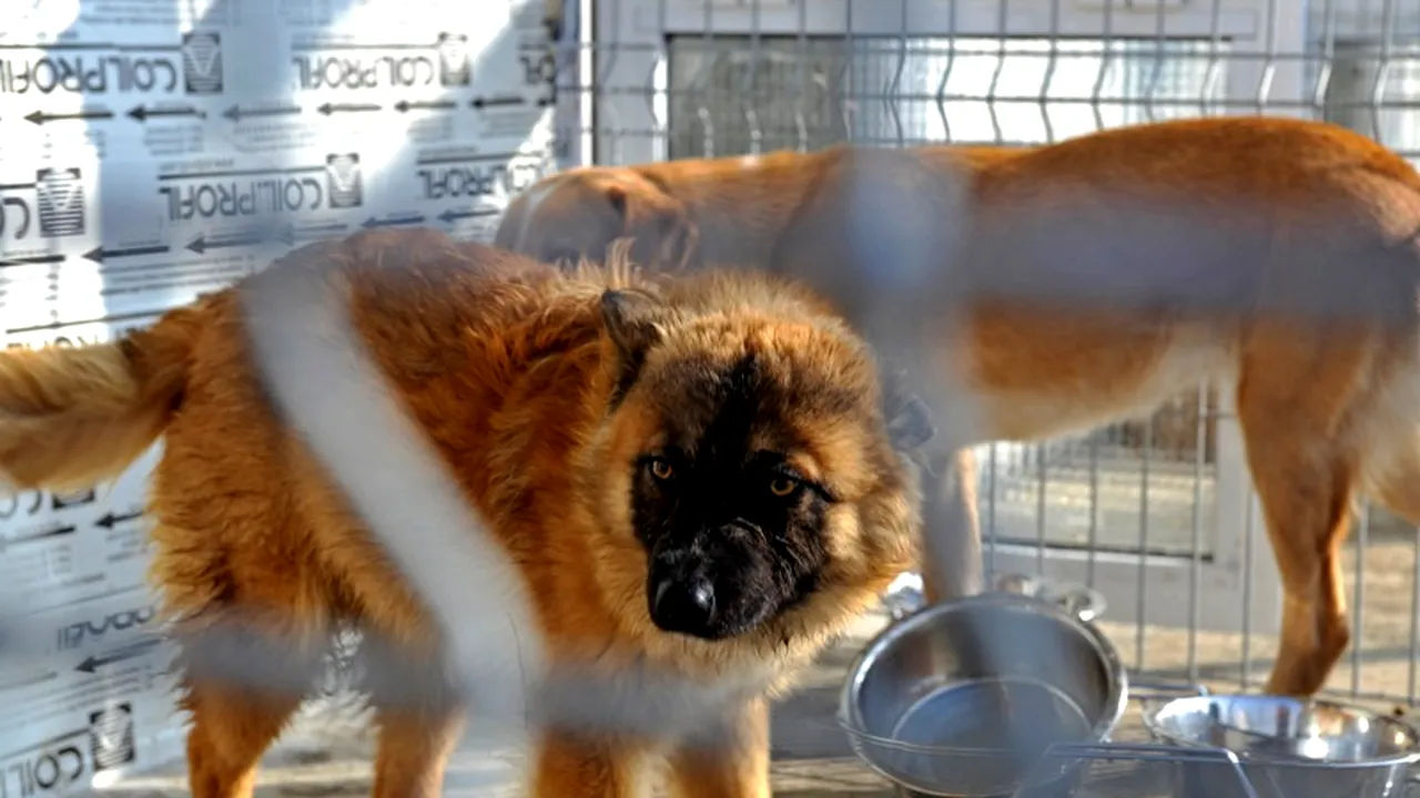 Primarul din orașul vasluian Negrești, acuzat că ucide câinii fără stăpân