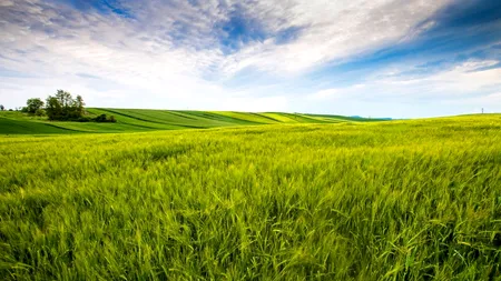 APIA: Comasarea terenurilor este tot mai evidentă, în România. Mai puține cereri și suprafață mai mare solicitată la plată în Campania 2021