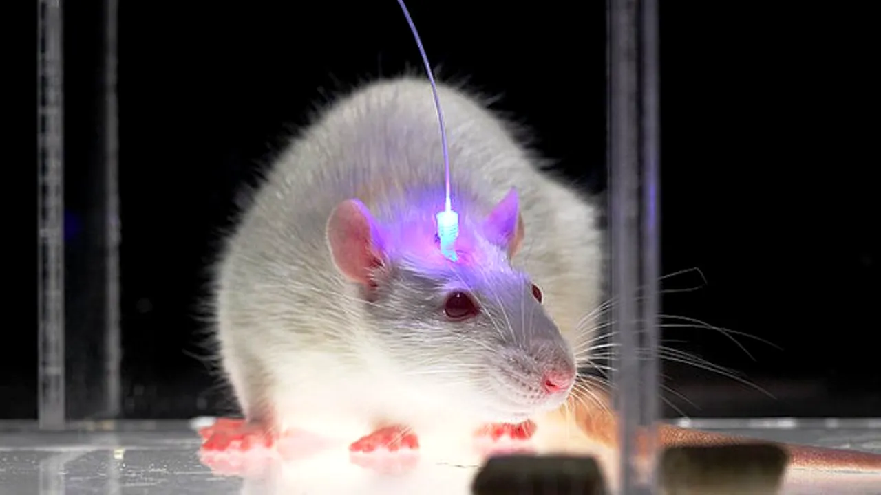 Cercetătorii au găsit tehnica prin care pot șterge amintirile negative 