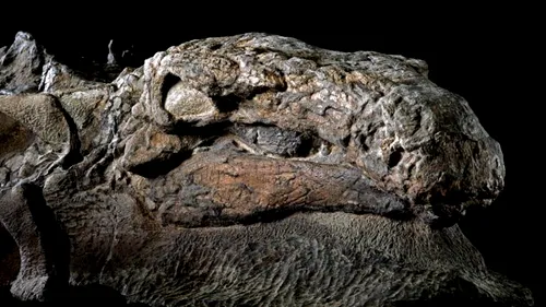 Cel mai bine conservat dinozaur descoperit vreodată - cu piele și organe interne - a fost expus într-un muzeu din Canada - FOTO