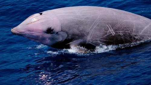 Descoperire șocantă făcută în stomacul unui pui de balenă care „vomita sânge