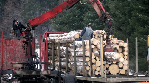 Petiție. Noul program de monitorizare a lemnului tăiat a blocat două treimi din industria de profil. Se cer urgent modificări legislative