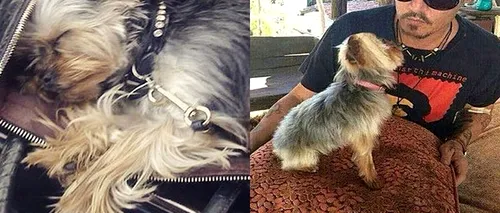 Câinii lui Johnny Depp, imigranți ilegali în Australia. Motivul pentru care soția actorului a fost pusă sub acuzare