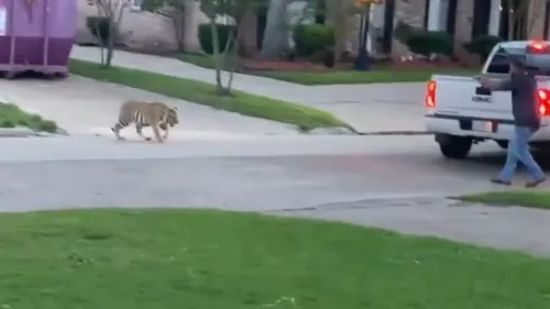 Un tigru, liber pe străzile din Houston. Imaginile au devenit virale (VIDEO)