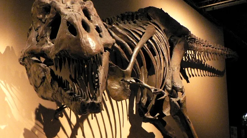 Un schelet aproape complet de Tyrannosaurus, vândut la licitație pentru 1,05 milioane de dolari
