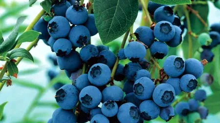 7 motive pentru a mânca afine