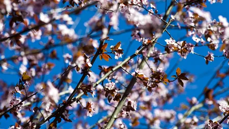 Vremea, 22 martie: Temperaturi în creștere și vânt slab. Prognoza meteo în țară și în București