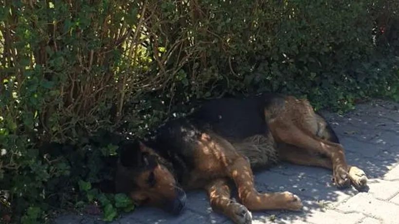 Întâmplare ca în filme: Un câine își așteaptă stăpânul în fața spitalului de zile în șir (FOTO)