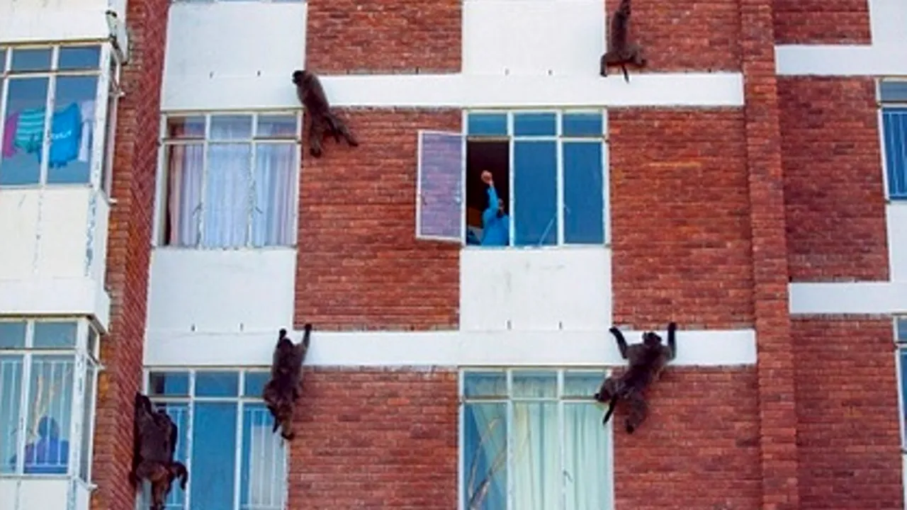 Orașul babuinilor. Situația inedită cu care se confruntă Africa de Sud