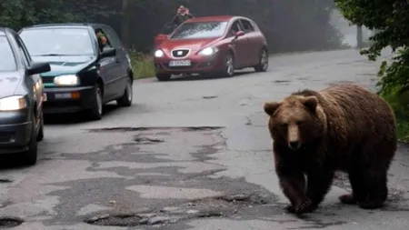 Un urs, la „plimbare” prin curtea spitalului din Săcele, jud. Brașov (VIDEO)
