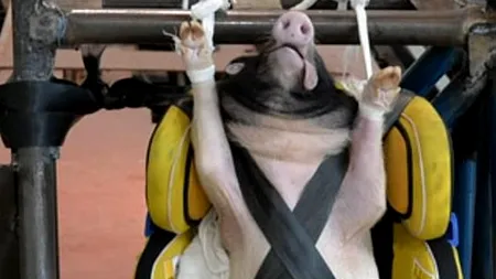 Încă un caz grav de maltratare a animalelor: Mai mulți purceluși uciși în cadrul testelor pentru scaunele auto pentru copii - FOTO