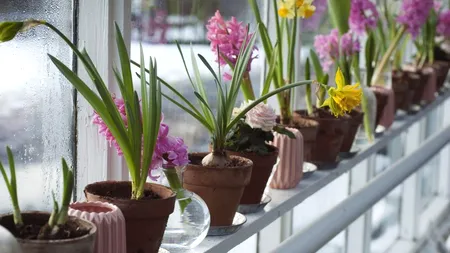 CÂȘTIG. Efectul nebănuit pe care îl produce bicarbonatul de sodiu atunci când este pus în apa de flori