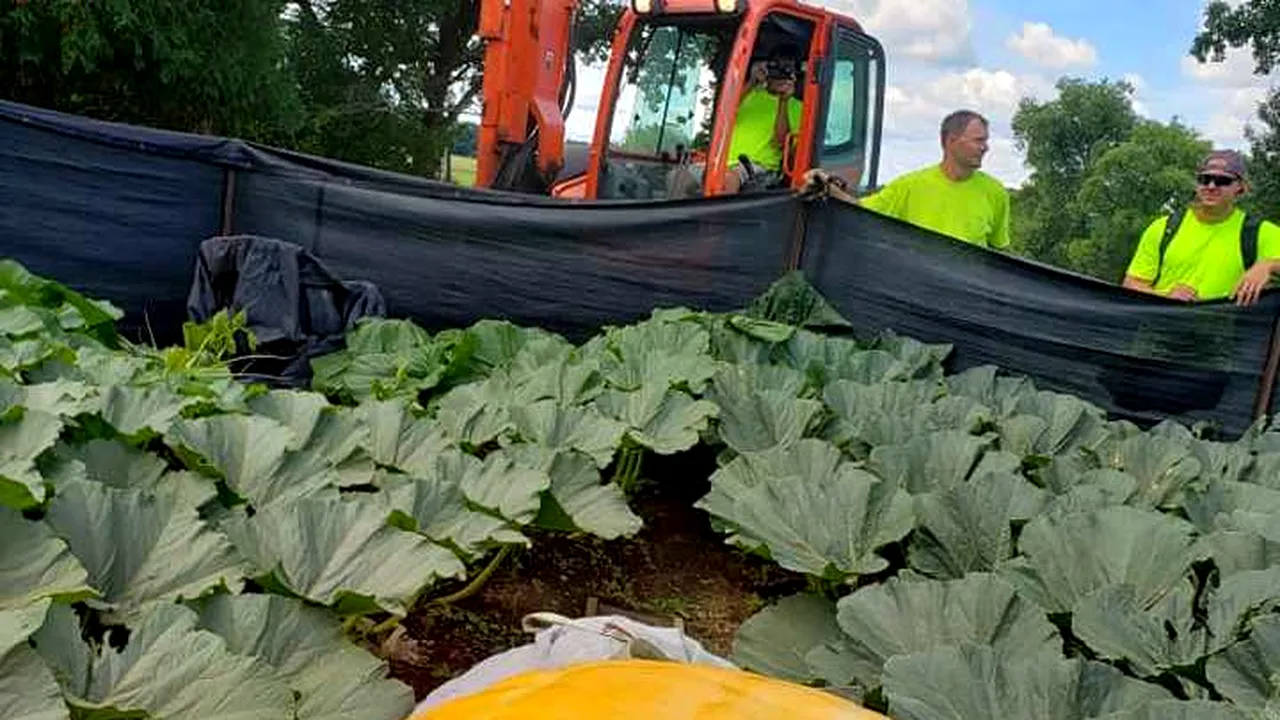 Cum arată dovleacul de 1,25 TONE, record mondial stabilit în California. Se pot face 687 de plăcinte din el - Galerie FOTO