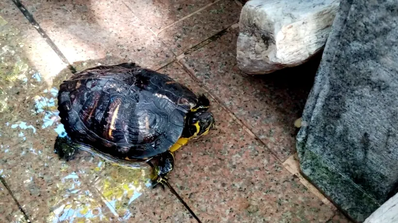 Zeci de broaște țestoase ținute într-un restaurant, confiscate de Garda de Mediu din Timiș